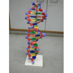 DNA Structure Activity Model