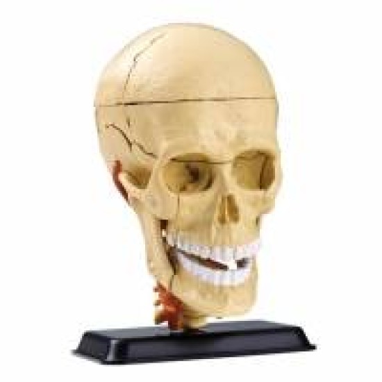 Cranical nerve skull anatomy Model