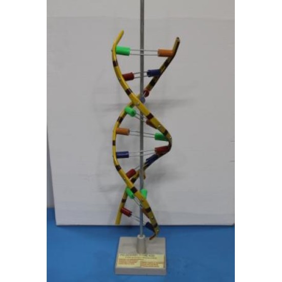 DNA Model