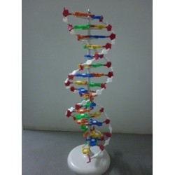 Model of DNA Structure XD 143