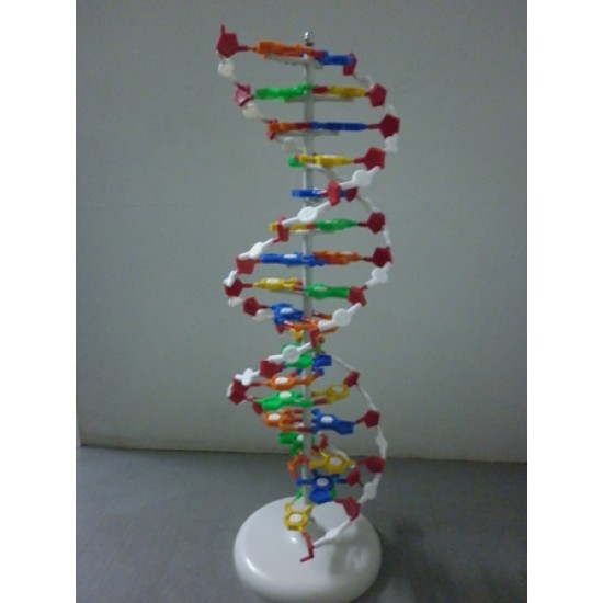 Model of DNA Structure XD 143