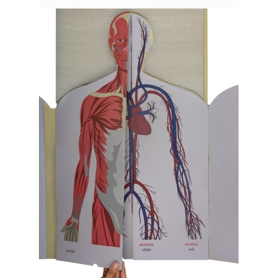 Unfolding 11 Layers of the HUMAN BODY